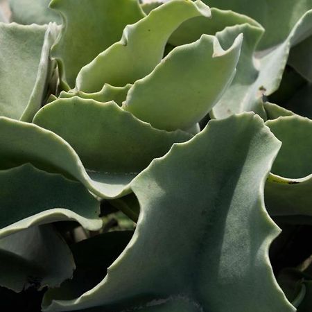Casa Ulivo Agave Favignana At My Place Экстерьер фото