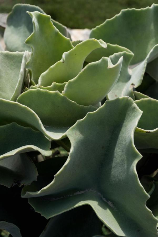 Casa Ulivo Agave Favignana At My Place Экстерьер фото